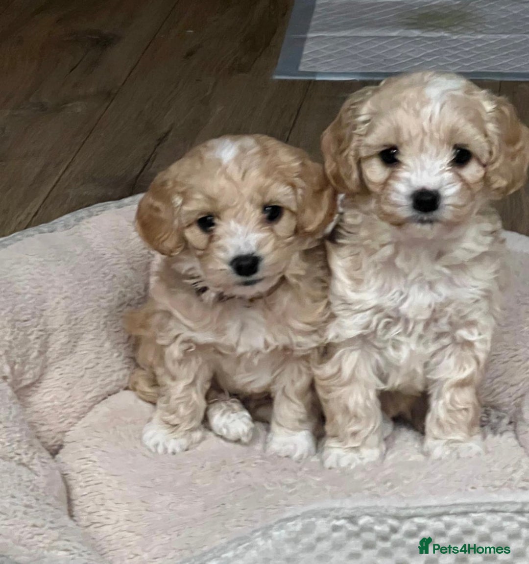 Miniature Poodle dogs for stud: Stud miniature poodle, East Sussex / Kent - Advert 5