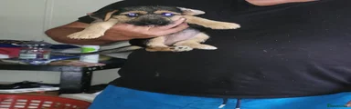 Mixed Breed 1