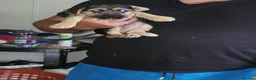 Mixed Breed dogs for sale: Terrier puppies - Advert 4