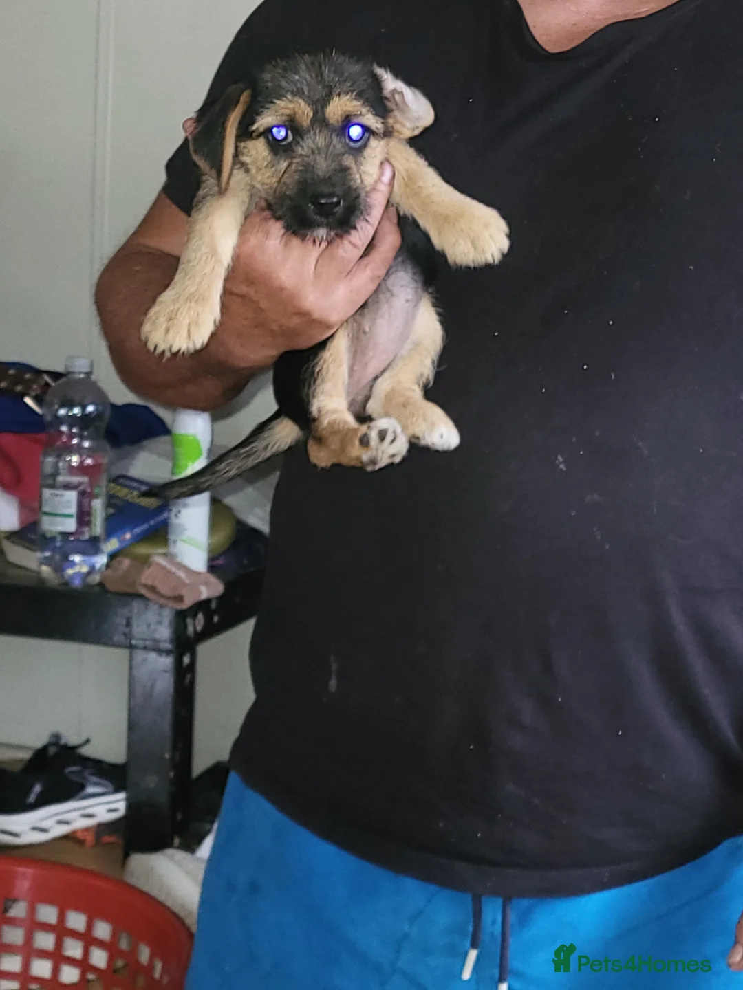 Mixed Breed dogs for sale: Terrier puppies - Advert 4