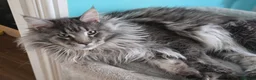 Mixed Breed cats for sale: Maine Coon mixed breed - Advert 8