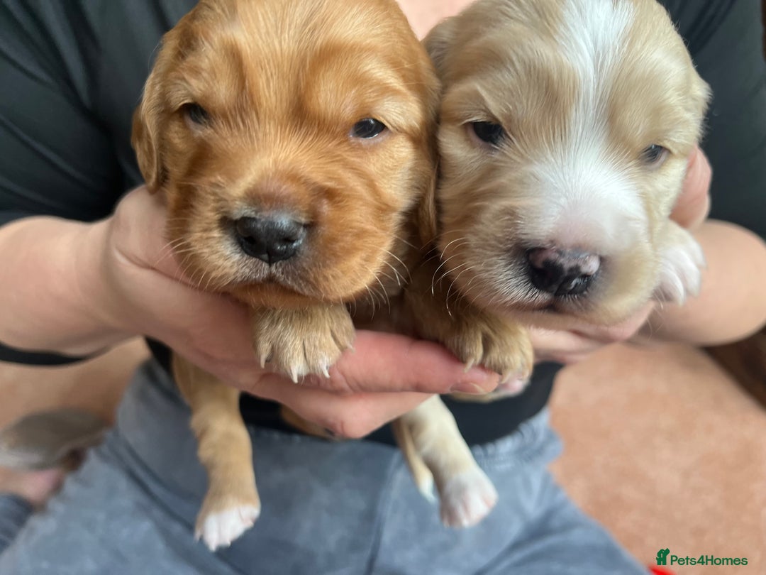 Cockapoo dogs for sale: Cockapoo X Coker spaniel  - Image 3