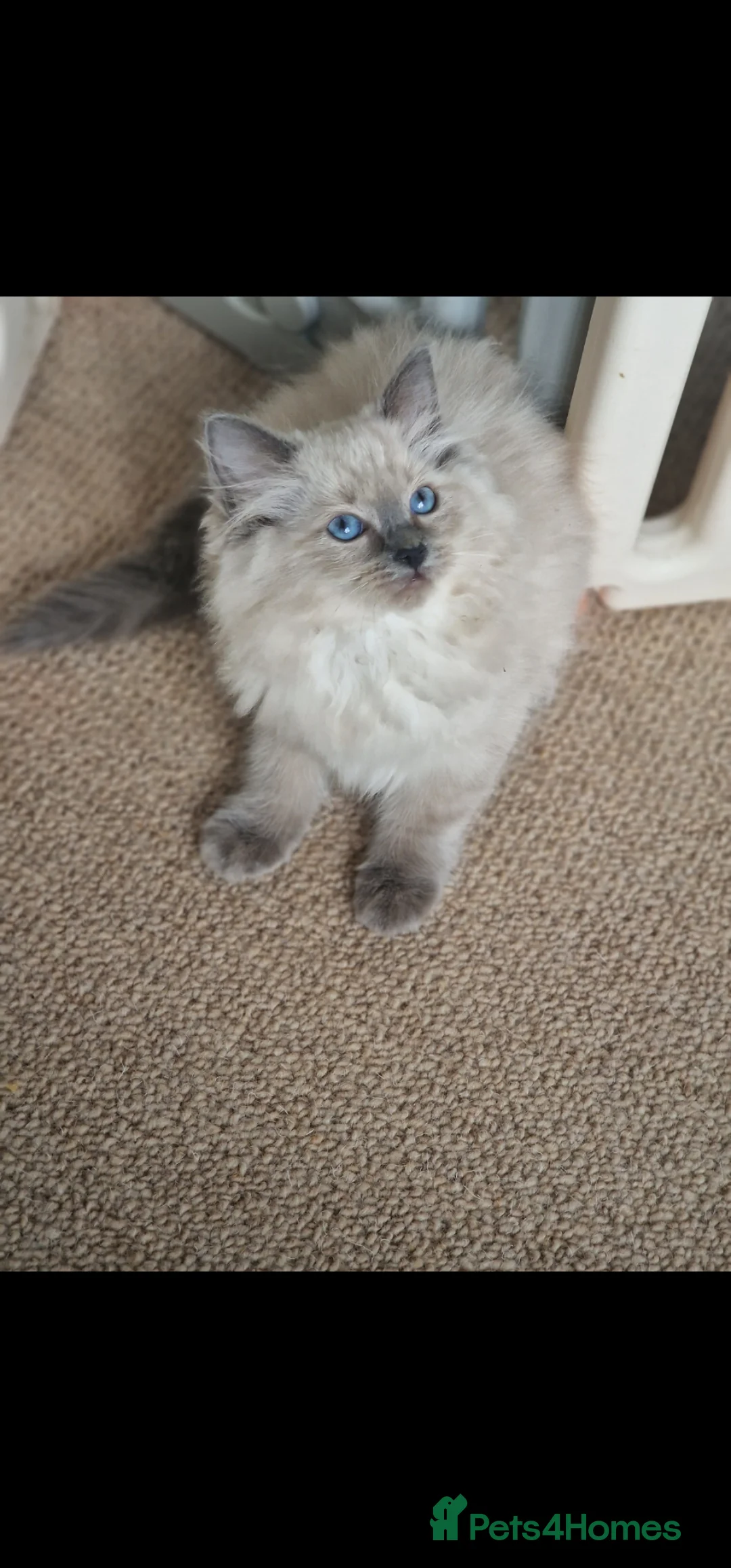 Ragdoll cats for sale: Ready Now Bluepoint Ragdoll Kittens - Advert 2