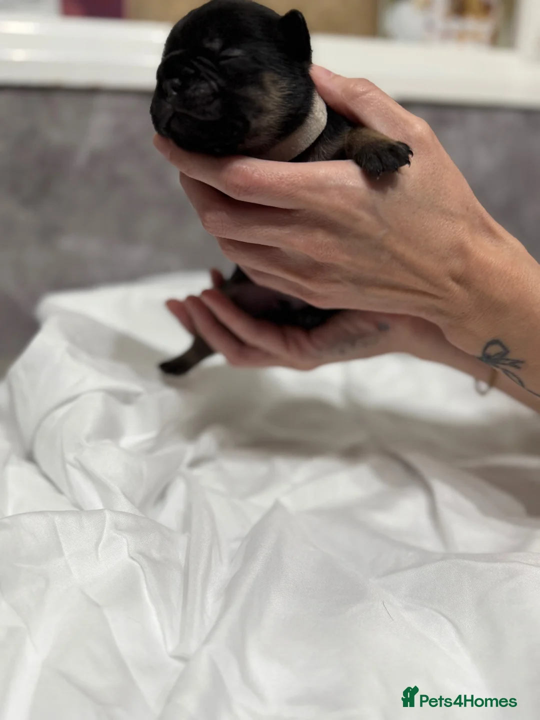 French Bulldog dogs for sale:  Rope /fluffly/merle french bulldogs - Advert 40