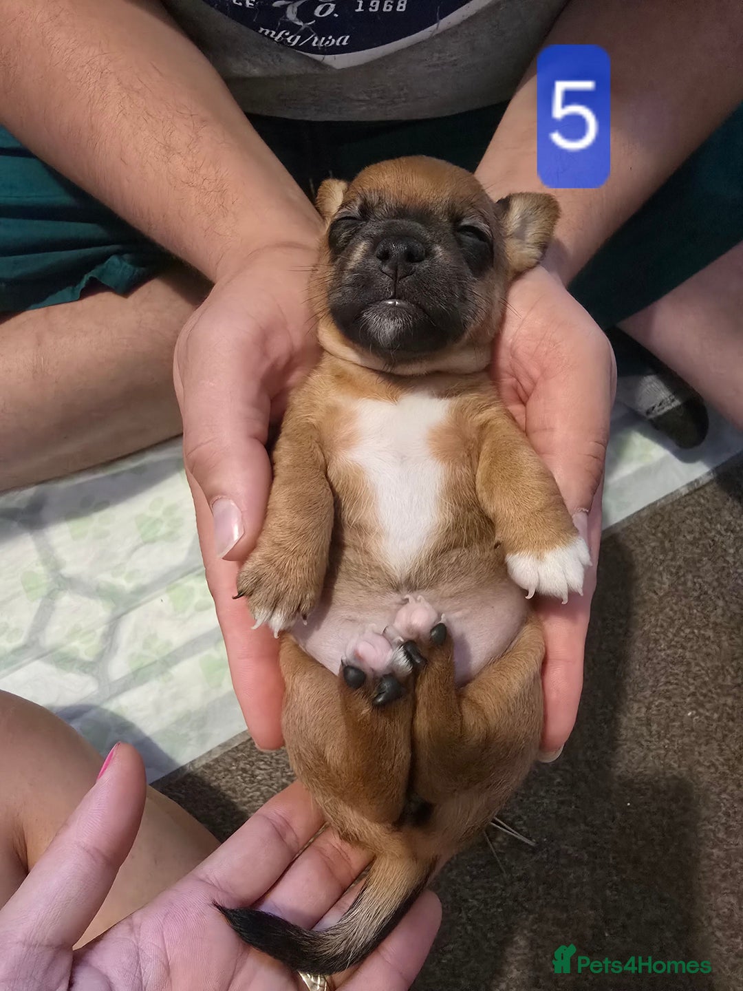 Jack Russell dogs for sale: Jack Russell puppy  - Image 15