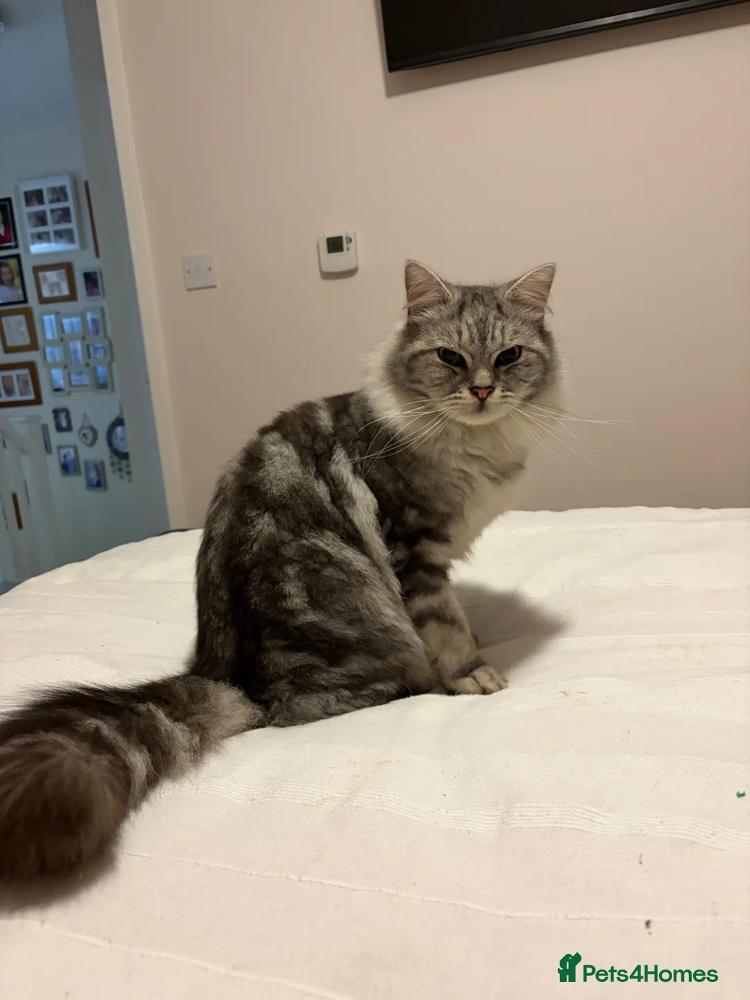 British Longhair cats for sale: Stunning British longhair x in Billingshurst - Advert 18