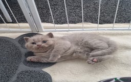 Scottish Fold cats for sale: Beautiful Scottish fold/British Shorthair Kittens! - Advert 6