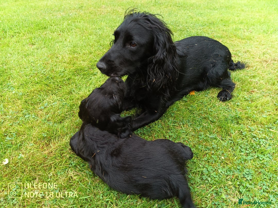 Cocker Spaniel dogs for sale: Beautiful Cocker Spaniel Puppies - Image 6