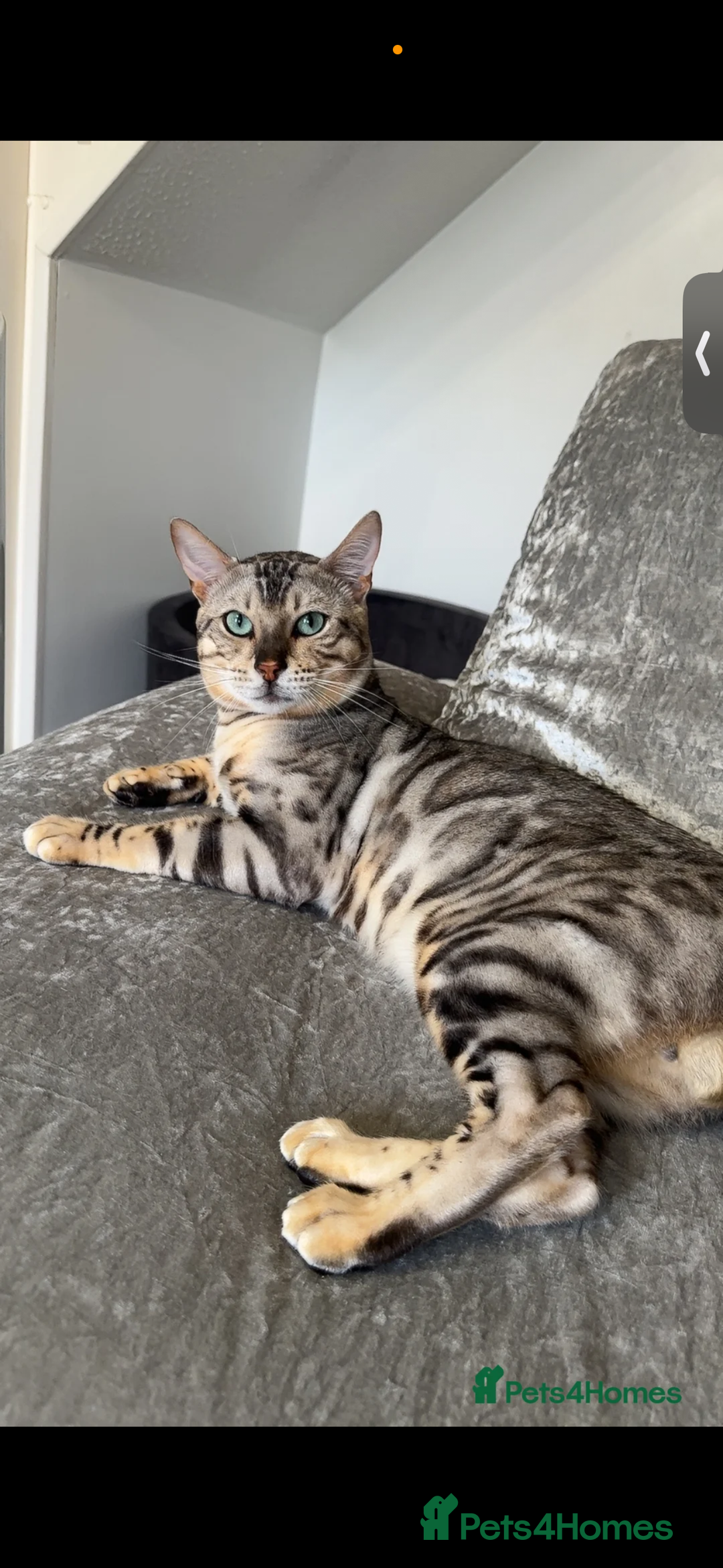 Bengal cats for sale: Neutered male silver Bengal   - Advert 4