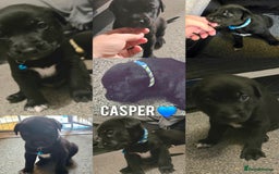 Mixed Breed dogs for sale: Labrador cross puppies  - Image 12