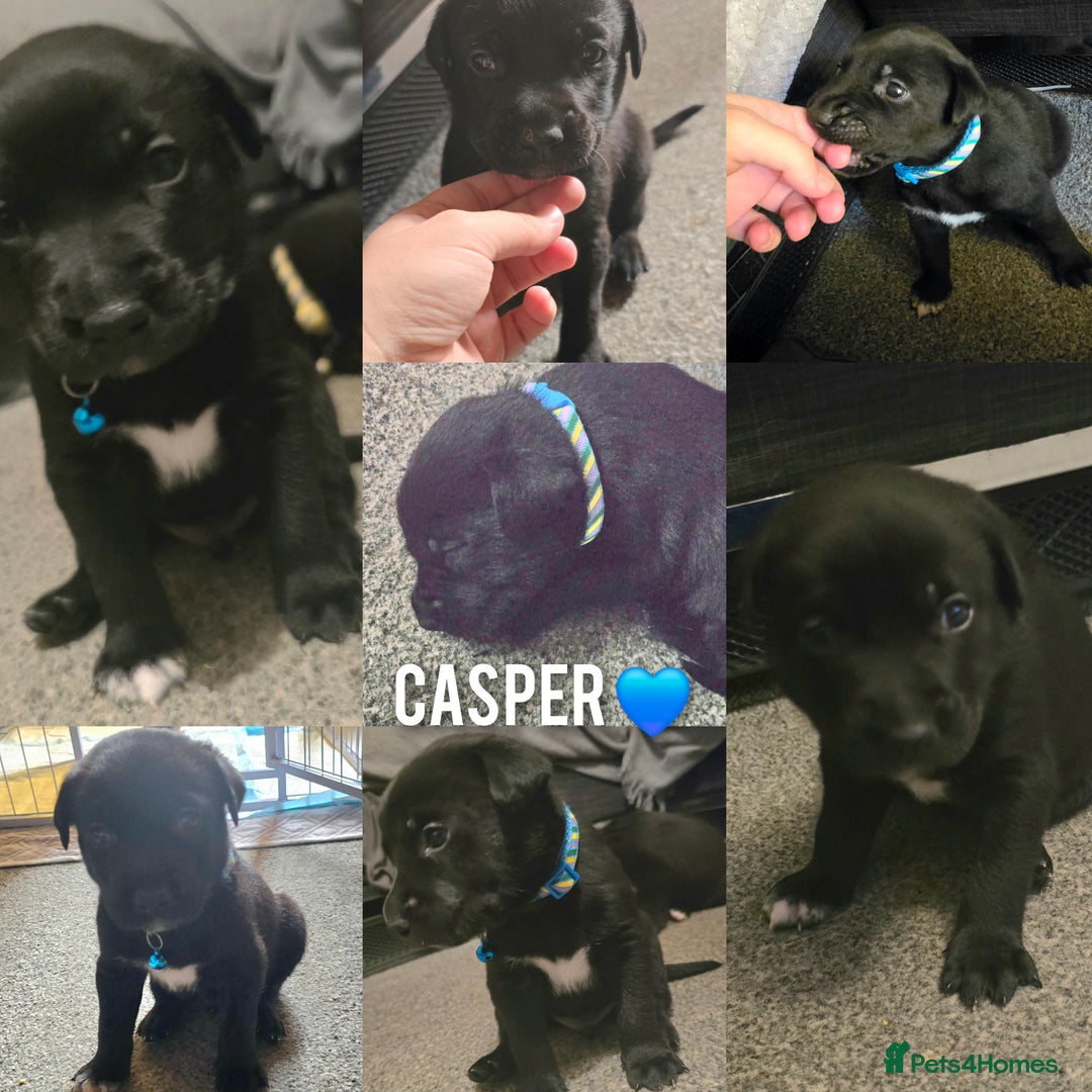 Mixed Breed dogs for sale: Labrador cross puppies  - Image 12