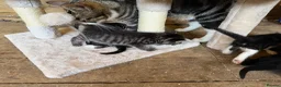 British Shorthair cats for sale: Kittens British shorthair x ragdoll  in Petersfield - Advert 13