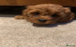 Cavapoo dogs for sale: Stunning premium F1 Cavapoo babies 🥰 - Image 12