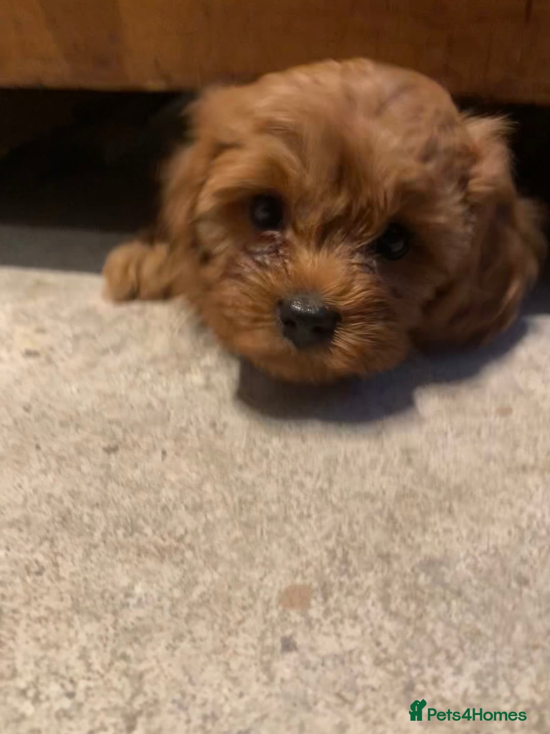 Cavapoo dogs for sale: Stunning premium F1 Cavapoo babies 🥰 - Image 12
