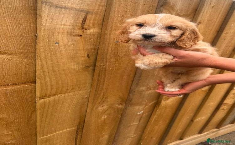 Cockapoo dogs - Advert 10