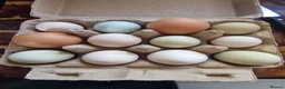 Mixed Breed poultry for sale: Mixed breed hatching eggs in Norwich - Advert 1
