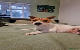 Jack Russell dogs for stud: Jack Russell Stud - Image 7