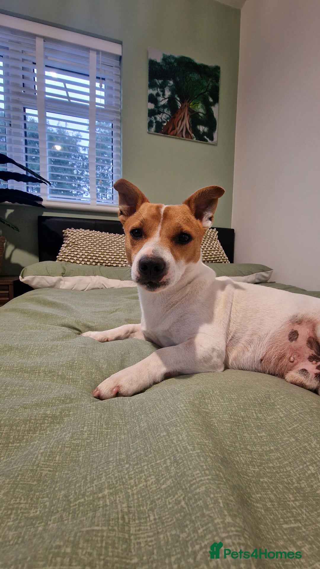 Jack Russell dogs for stud: Jack Russell Stud - Image 7