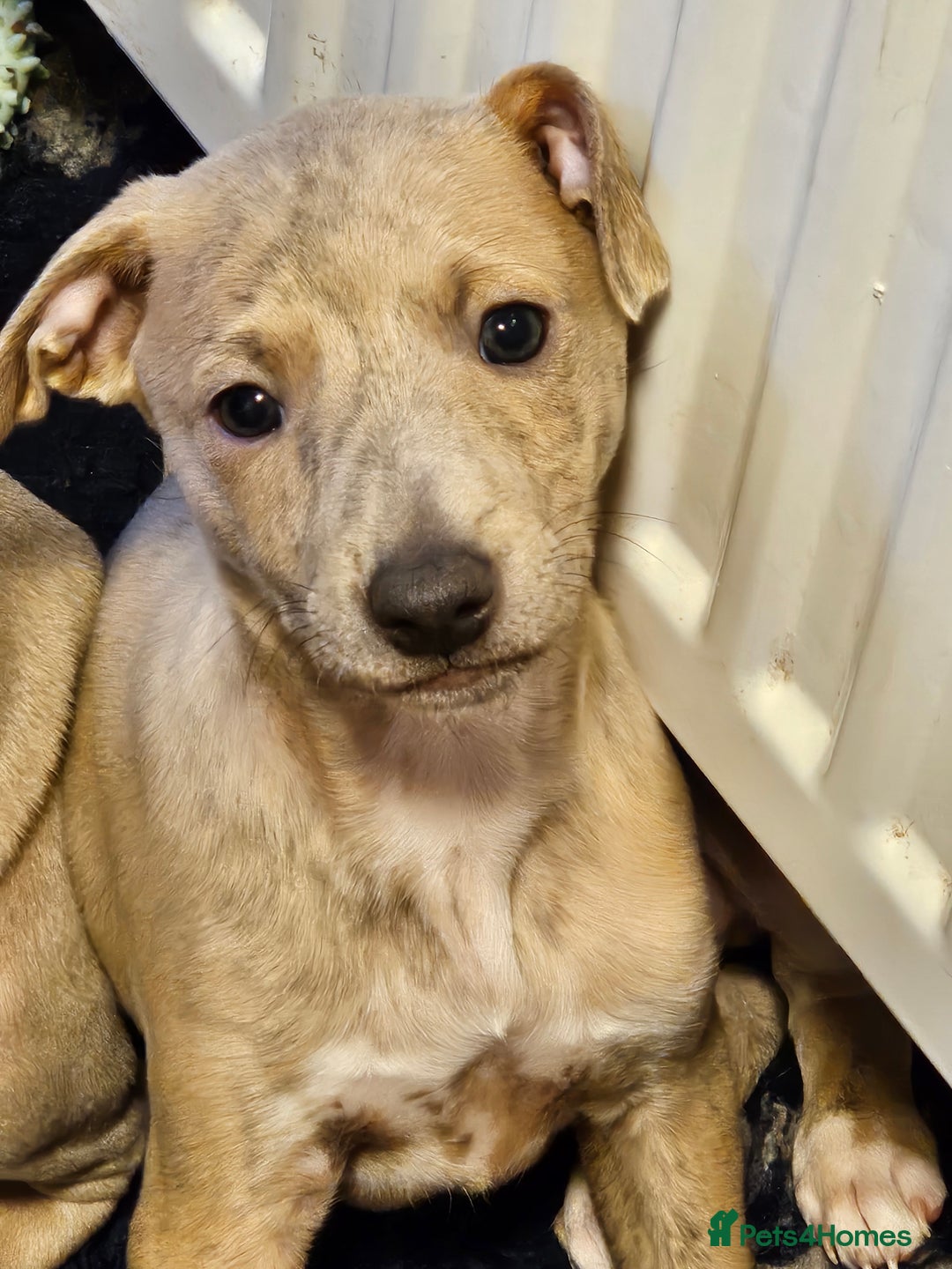 Whippet dogs for sale: ✨🐾 Gorgeous KC Registered Whippet puppies  🐾✨  - Advert 36