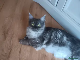 Maine Coon cats Purebred - Advert 1