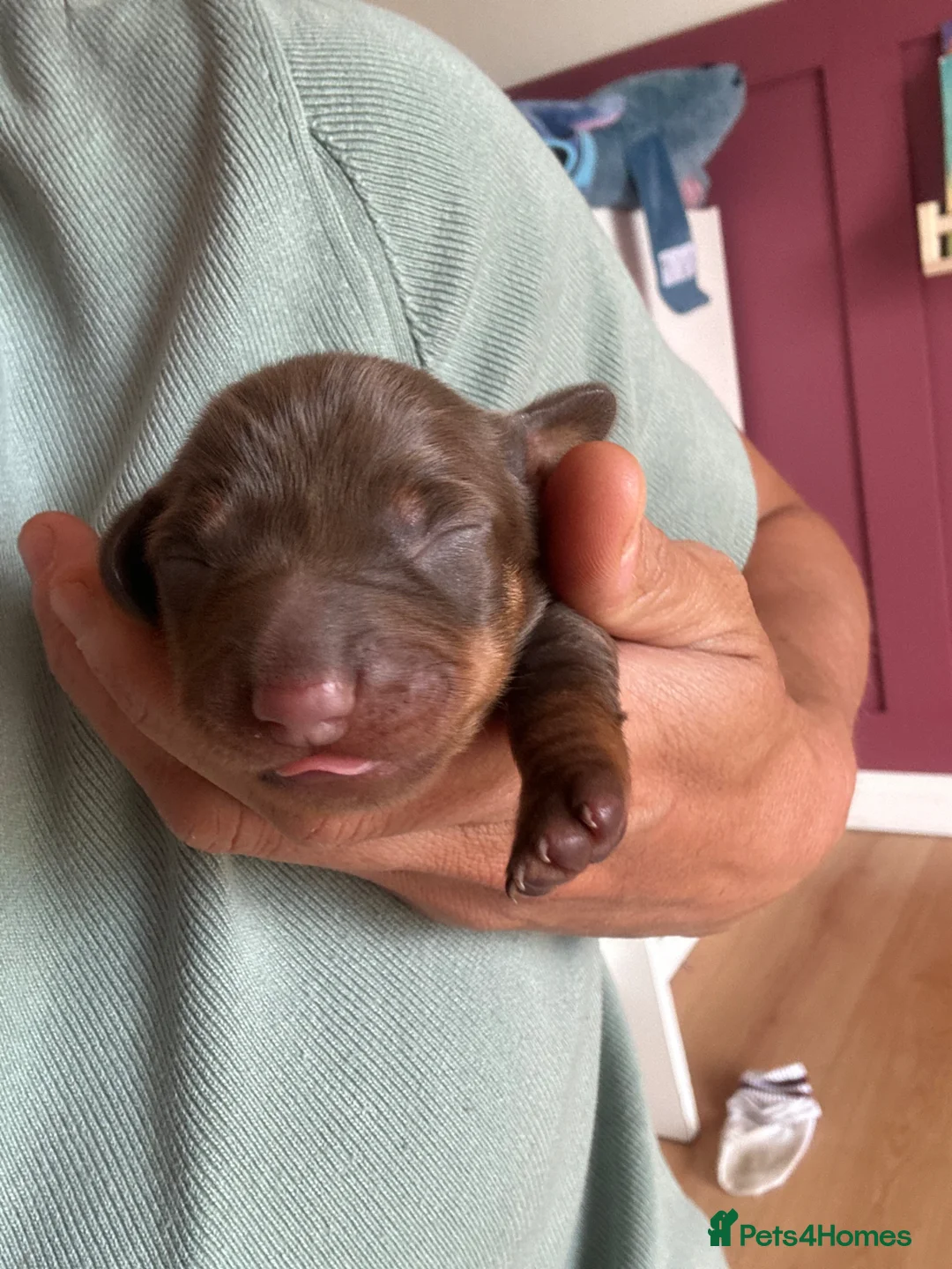 Miniature Dachshund dogs for sale: KC Registered miniature dachshund puppies  - Advert 33