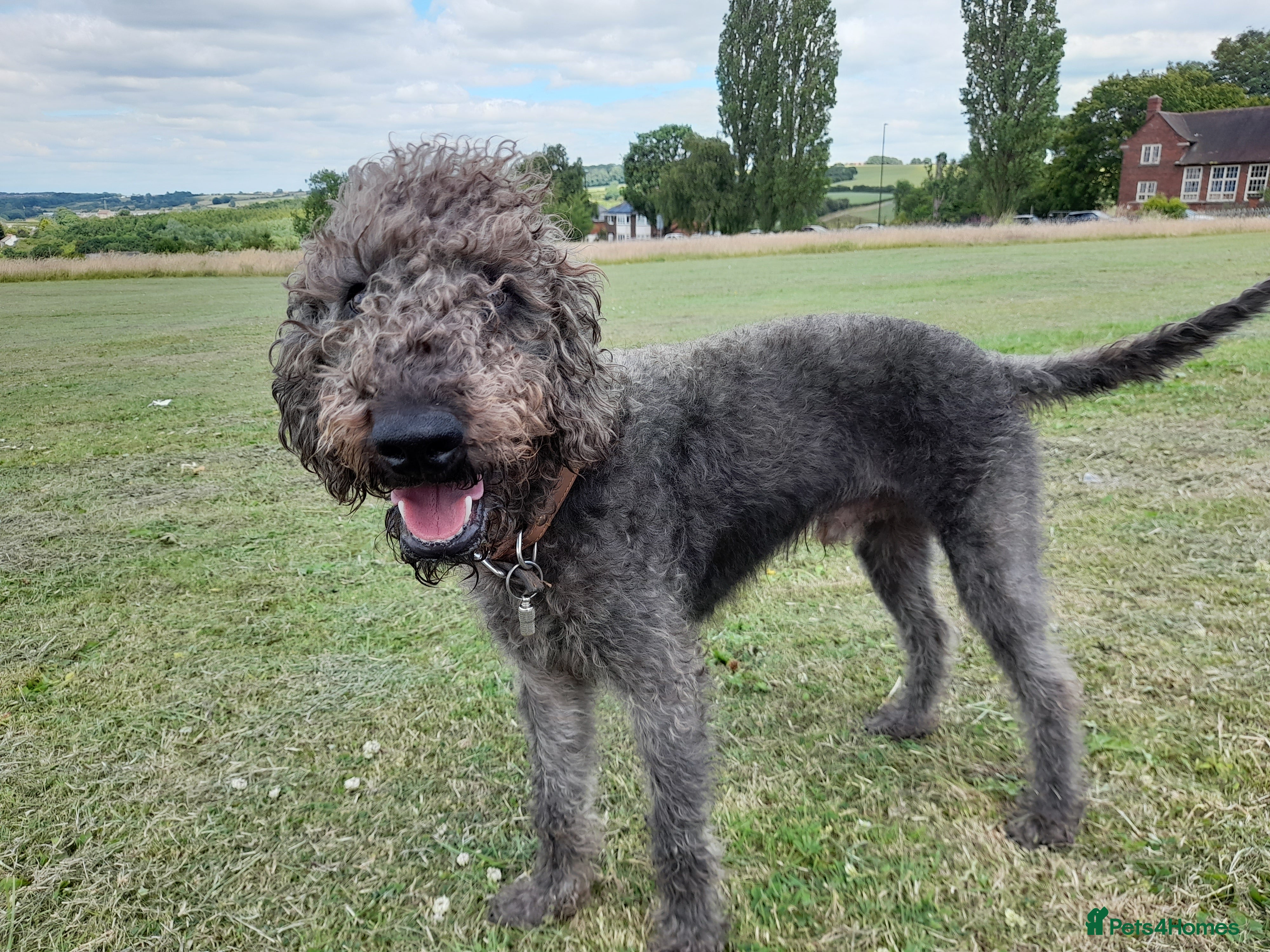 Bedlington Terrier dogs  Bedlington terrier for stud   in Chesterfield - Advert 1