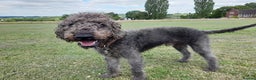 Bedlington Terrier dogs for stud:  Bedlington terrier for stud   in Chesterfield - Advert 2