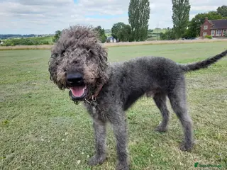 Bedlington Terrier dogs Bedlington terrier for stud in Chesterfield - Advert 2