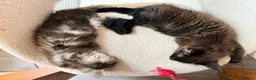 Maine Coon cats for sale: 💙 Male Maine Coon kitten TICA registered 💙 - Advert 6