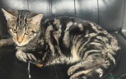 Mixed Breed cats for sale: Kittens for sale - Image 18