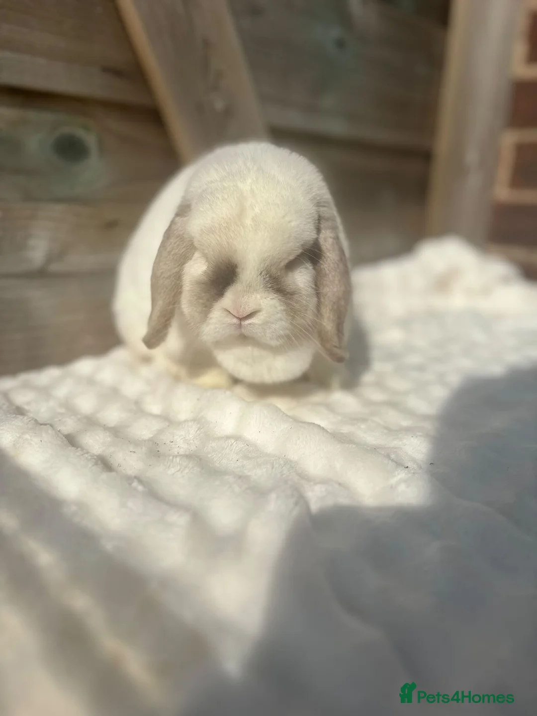 Mini Lop rabbits for sale: Breeding or pet does available  - Advert 1