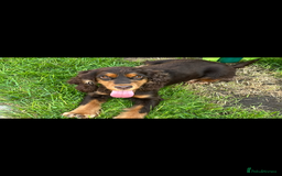 Cocker Spaniel dogs for sale: Beautiful Kc reg show cocker spaniels  - Image 18