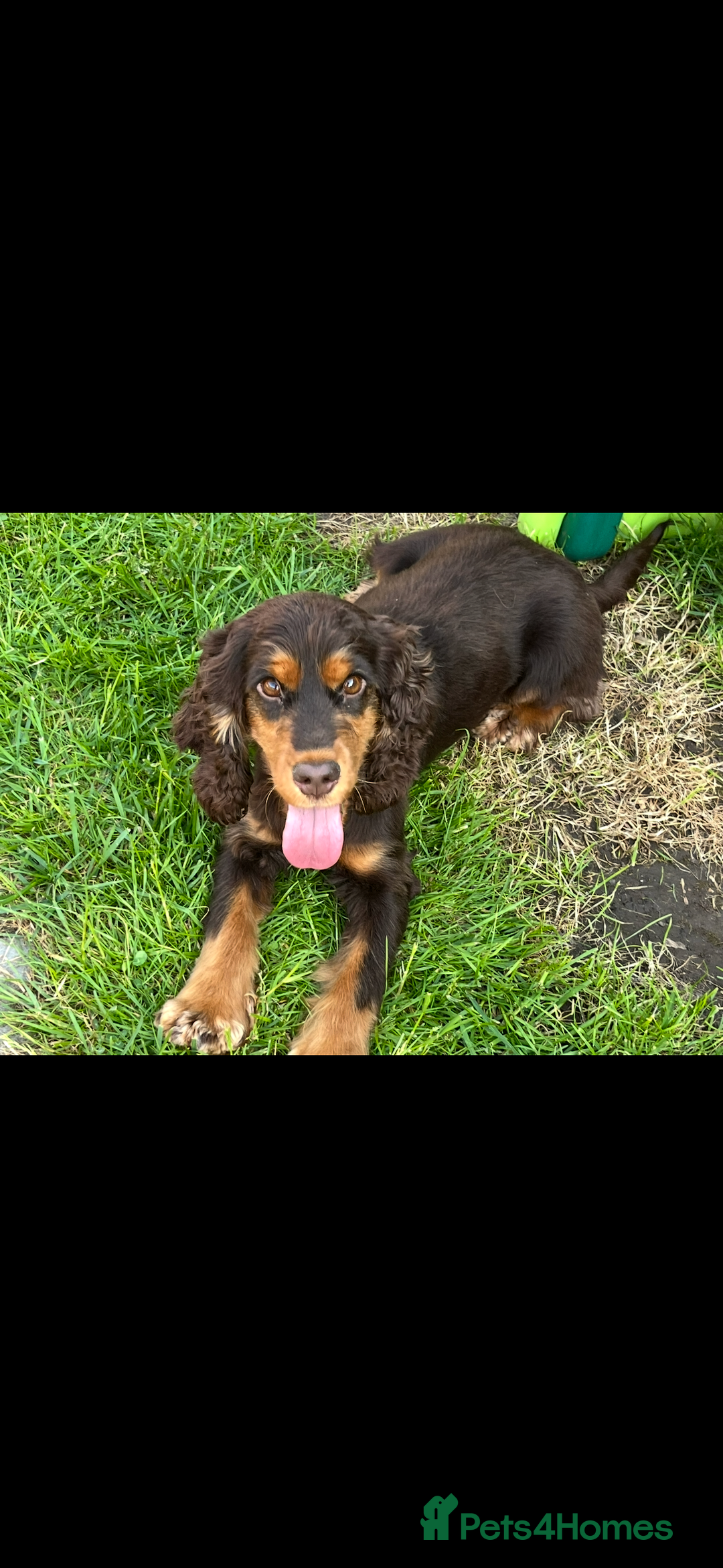Cocker Spaniel dogs for sale: Beautiful Kc reg show cocker spaniels  - Image 18