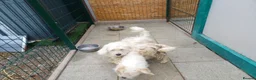 Mixed Breed dogs for adoption: 🤍MATEO - from a market crate to a Loving Home 🏡 in Nottingham - Advert 38