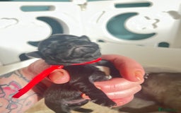 Pug dogs for sale: Beautiful pug puppies  - Image 3