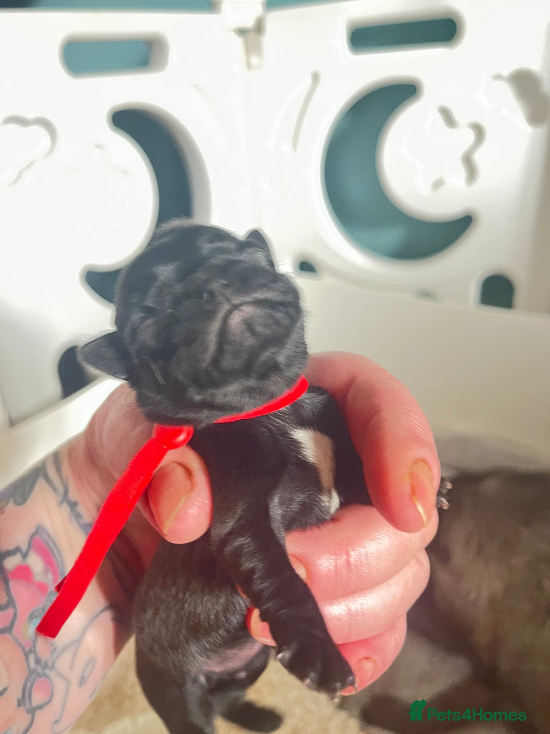 Pug dogs for sale: Beautiful pug puppies  - Image 3