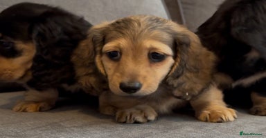Miniature Dachshund dogs - Advert 3