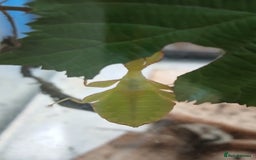 Mixed Breed invertebrates for sale: Mixed invertebrates  - Image 9