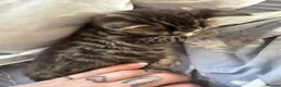 Mixed Breed cats for sale: Bengal cross  in Holt - Advert 14