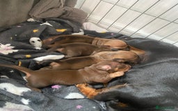 Miniature Dachshund dogs for sale: Miniature dashound  - Image 5