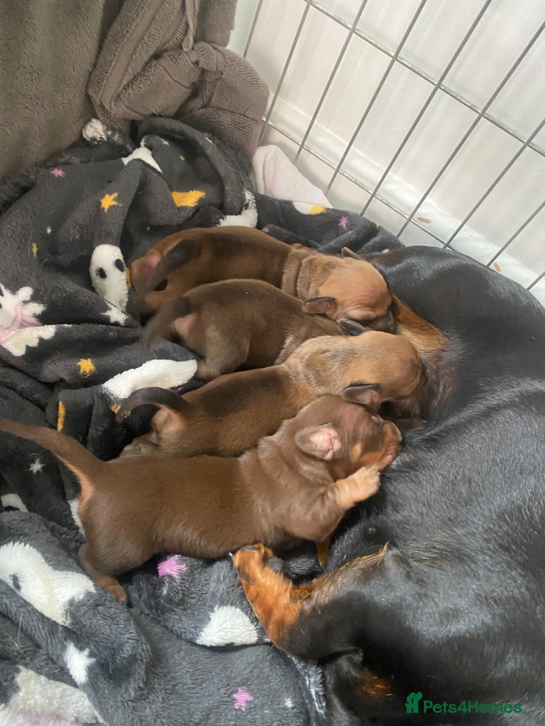 Miniature Dachshund dogs for sale: Miniature dashound  - Image 5