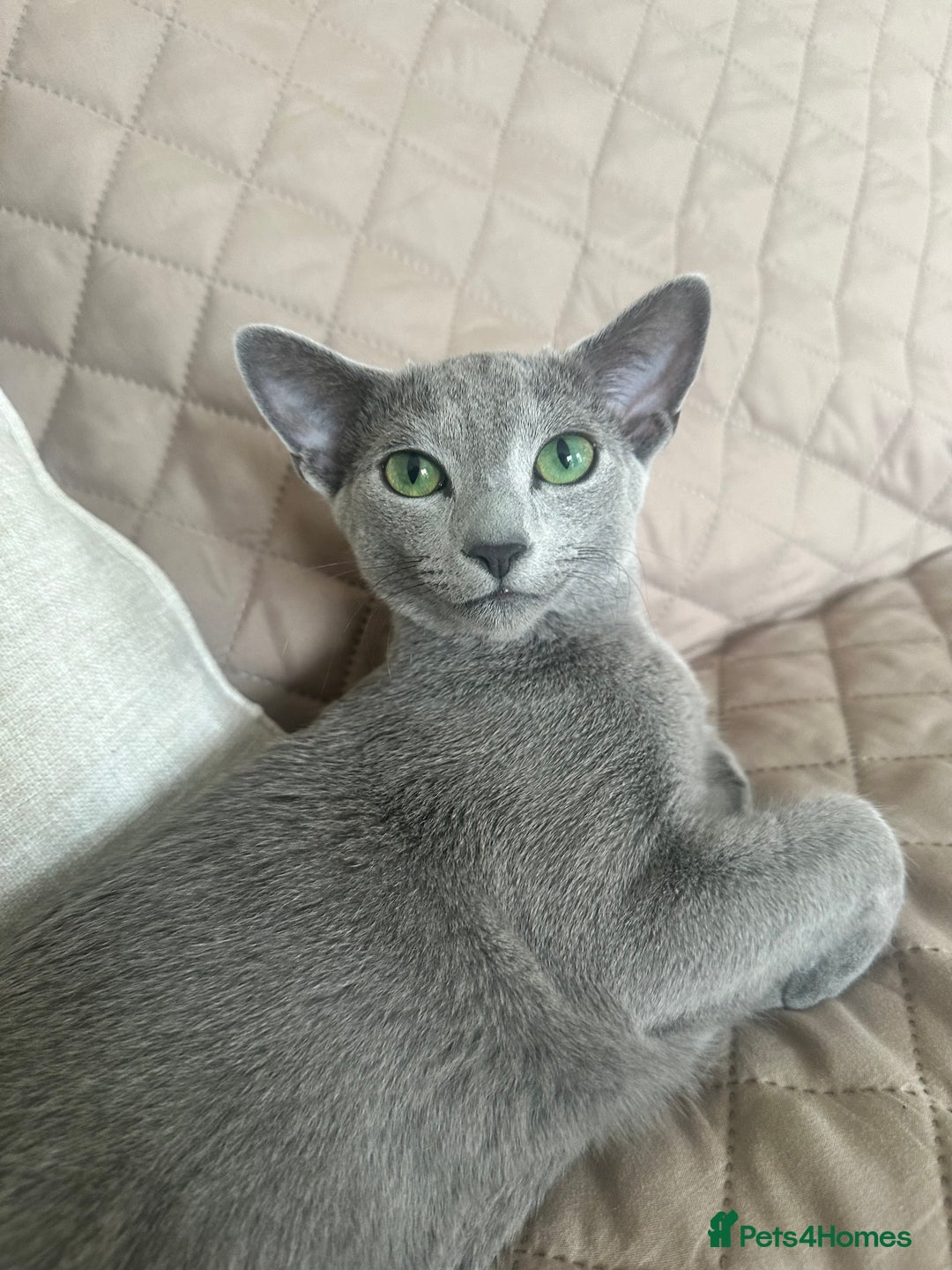 Russian Blue cats for sale: Russian Blue kitten  - Image 2