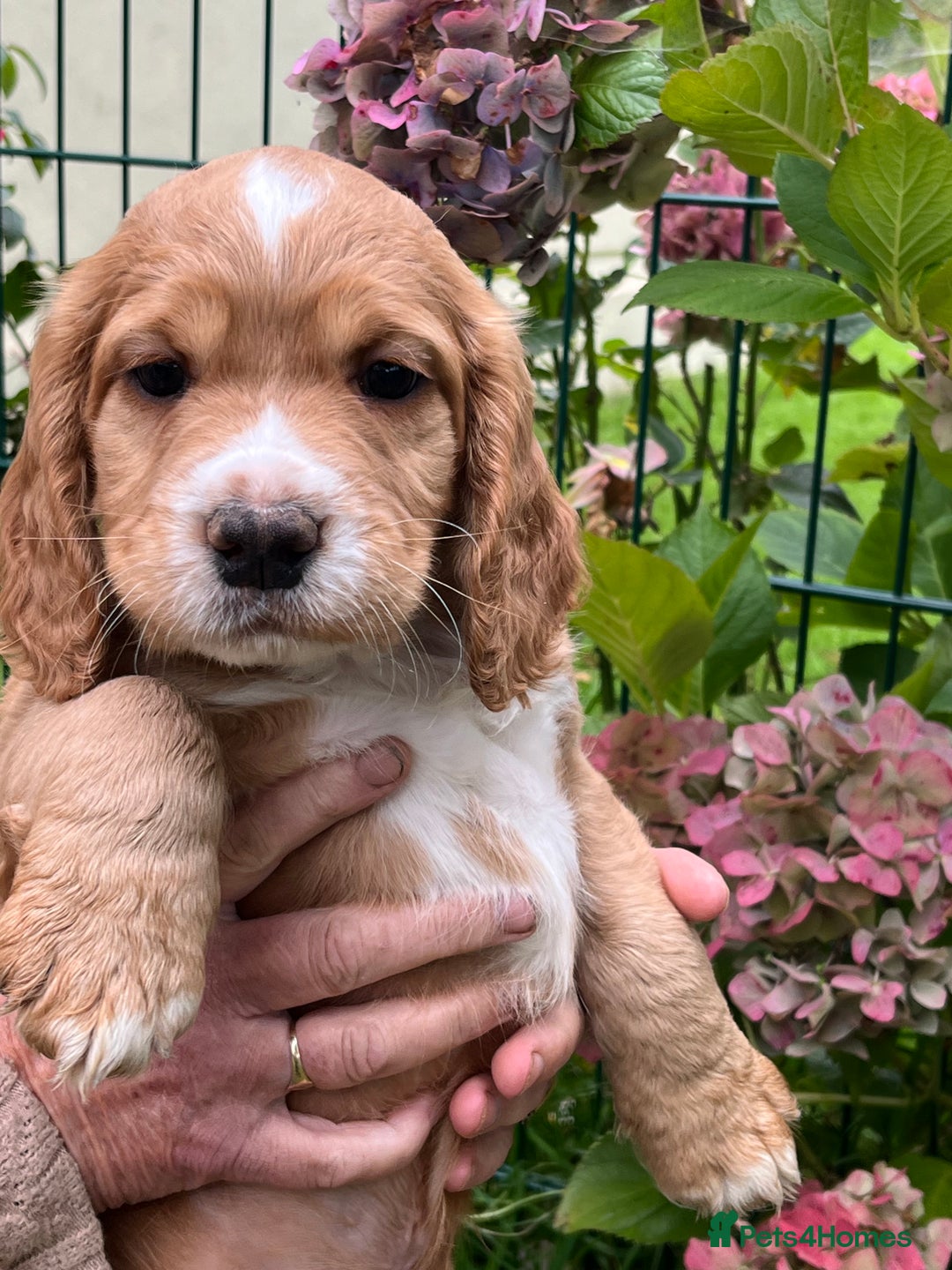 Cocker Spaniel dogs for sale: Cocker Spaniel Puppies  - Image 4