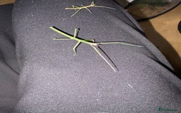 Stick Insects invertebrates for sale: Annam Stick insects - mixed sizes  - Image 4