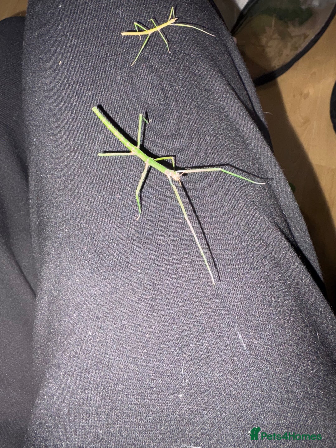 Stick Insects invertebrates for sale: Annam Stick insects - mixed sizes  - Image 4