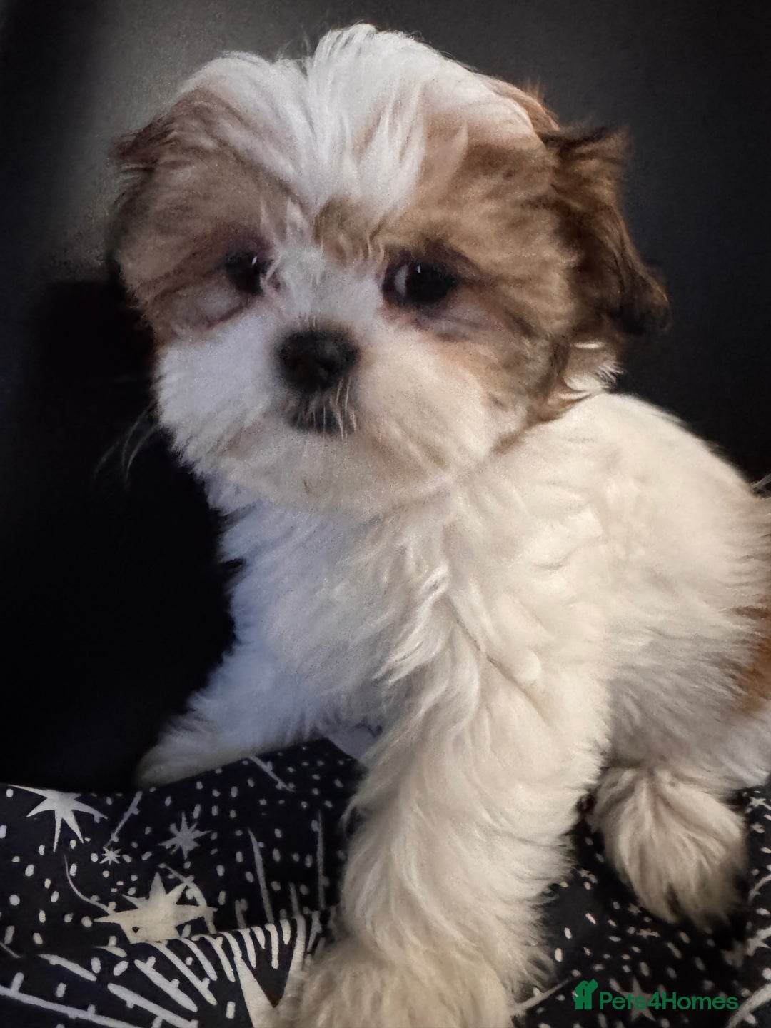 Shih Tzu dogs for sale: ShihTzu Puppies Ready for Their Forever Homes Soon - Image 11