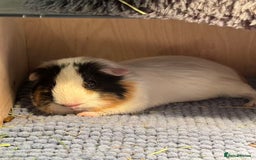 Guinea Pig rodents for sale: (Reserved) 2 Female Guinea Pigs for sale - Image 6
