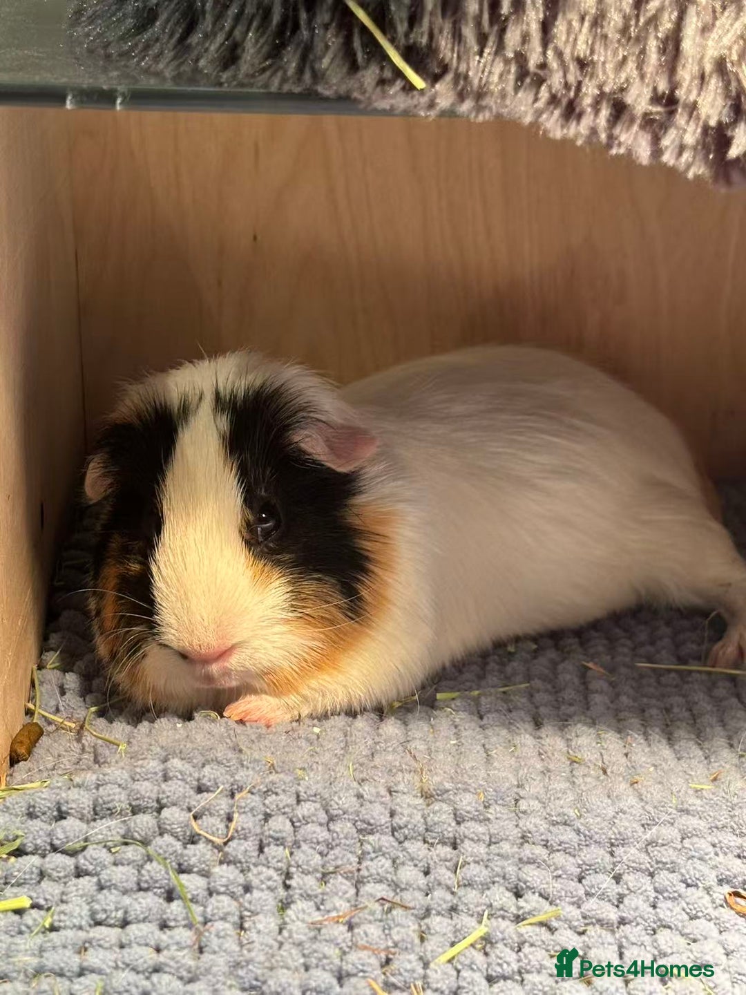 Guinea Pig rodents for sale: (Reserved) 2 Female Guinea Pigs for sale - Image 6