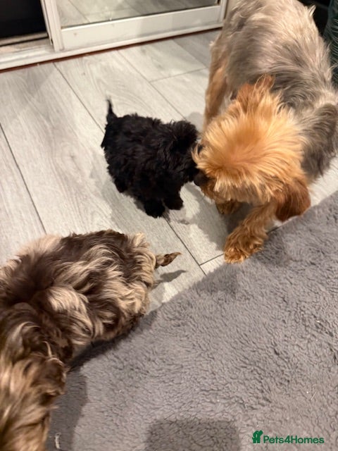 Yorkiepoo dogs Yorkie poo puppy’s  in Renfrew - Advert 2