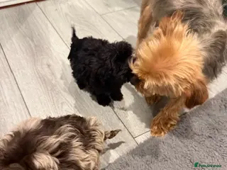 Yorkiepoo dogs Yorkie poo puppy’s in Renfrew - Advert 2